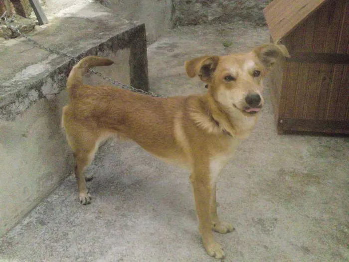 Cachorro ra a SRD idade 1 ano nome Fox