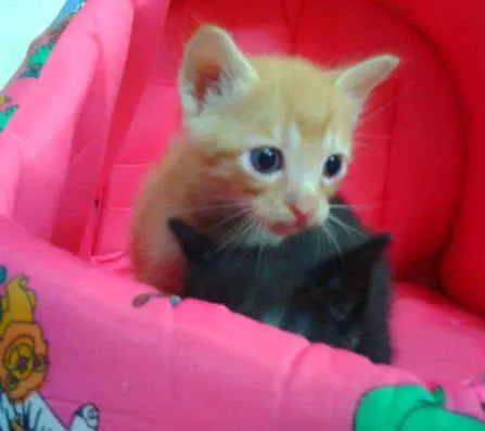 Gato ra a Srd idade Abaixo de 2 meses nome Gatinhos