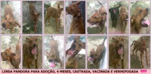 Cachorro raça SRD idade 2 a 6 meses nome PANDORA