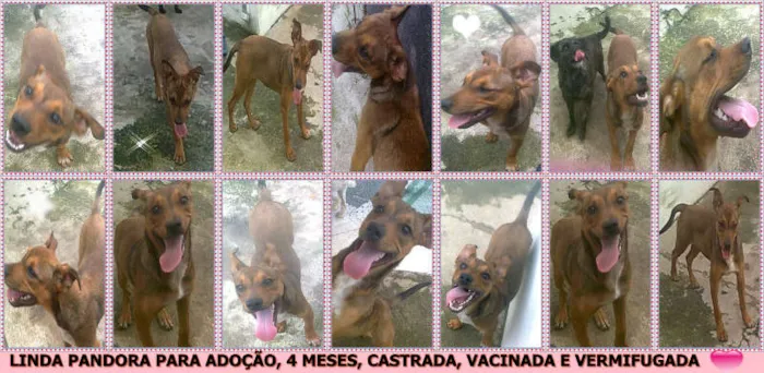 Cachorro ra a SRD idade 2 a 6 meses nome PANDORA