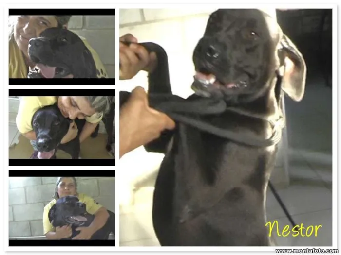 Cachorro ra a MIX DE BOXER idade 1 ano nome NESTOR