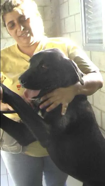 Cachorro ra a MIX DE BOXER idade 1 ano nome NESTOR