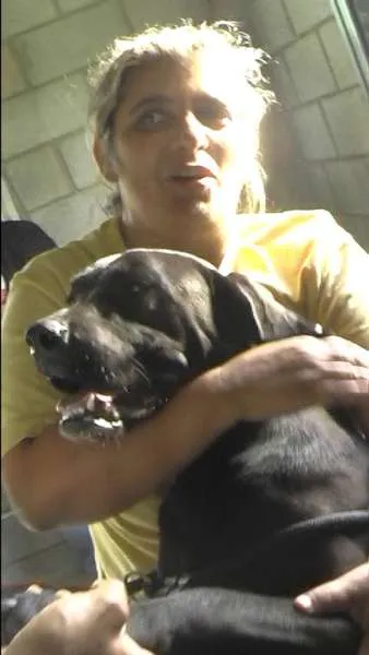 Cachorro ra a MIX DE BOXER idade 1 ano nome NESTOR