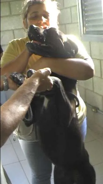 Cachorro ra a MIX DE BOXER idade 1 ano nome NESTOR