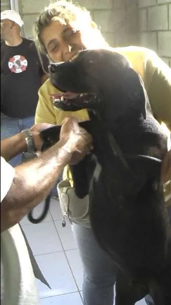 Cachorro ra a MIX DE BOXER idade 1 ano nome NESTOR