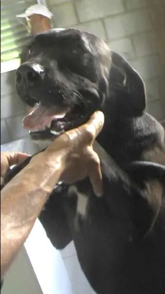 Cachorro ra a MIX DE BOXER idade 1 ano nome NESTOR