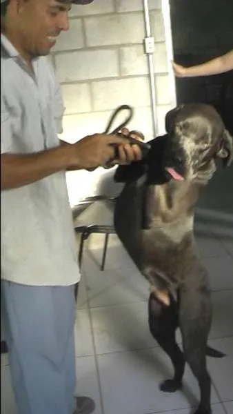Cachorro ra a MIX DE BOXER idade 1 ano nome NESTOR