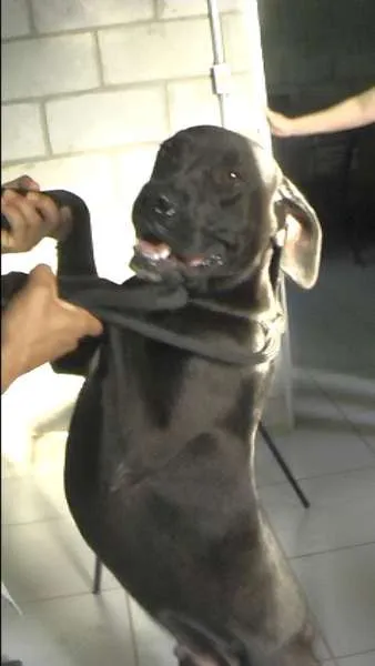 Cachorro ra a MIX DE BOXER idade 1 ano nome NESTOR
