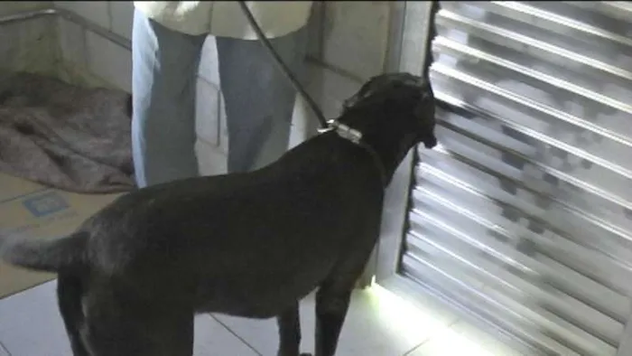 Cachorro ra a MIX DE BOXER idade 1 ano nome NESTOR