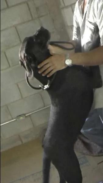 Cachorro ra a MIX DE BOXER idade 1 ano nome NESTOR