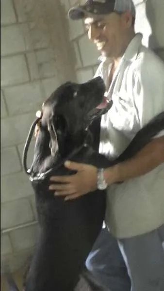 Cachorro ra a MIX DE BOXER idade 1 ano nome NESTOR