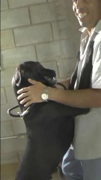 Cachorro ra a MIX DE BOXER idade 1 ano nome NESTOR
