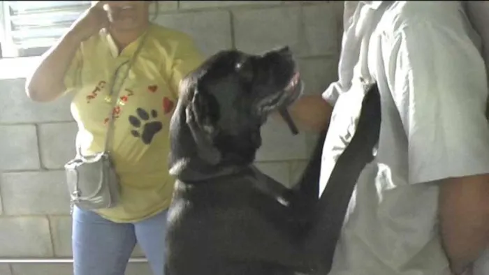 Cachorro ra a MIX DE BOXER idade 1 ano nome NESTOR