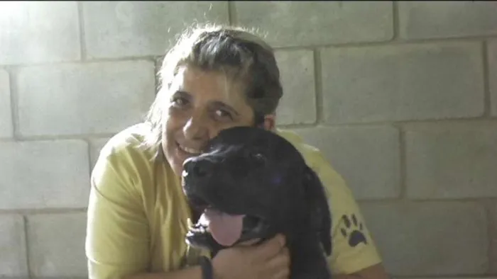 Cachorro ra a MIX DE BOXER idade 1 ano nome NESTOR