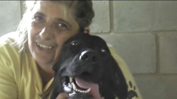Cachorro ra a MIX DE BOXER idade 1 ano nome NESTOR