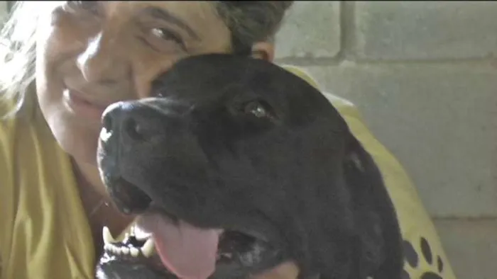 Cachorro ra a MIX DE BOXER idade 1 ano nome NESTOR