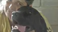 NESTOR