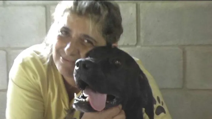 Cachorro ra a MIX DE BOXER idade 1 ano nome NESTOR