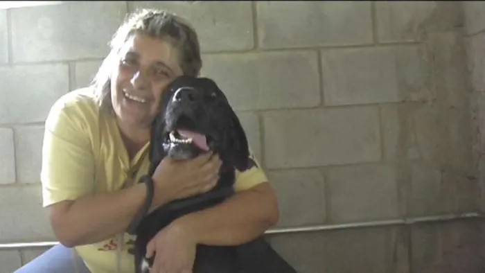 Cachorro ra a MIX DE BOXER idade 1 ano nome NESTOR