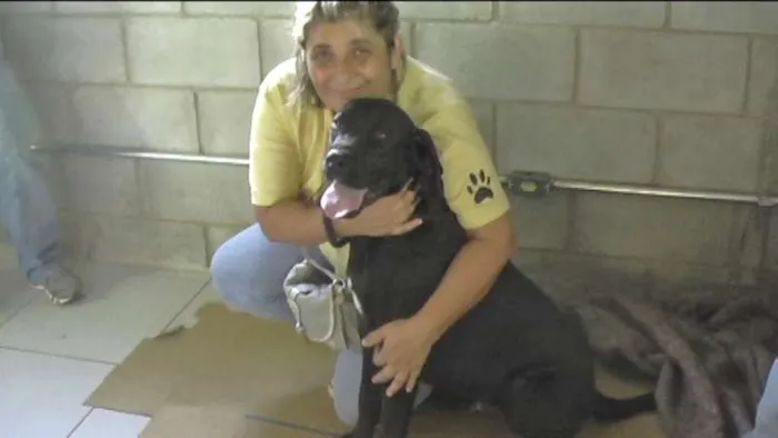 Cachorro ra a MIX DE BOXER idade 1 ano nome NESTOR
