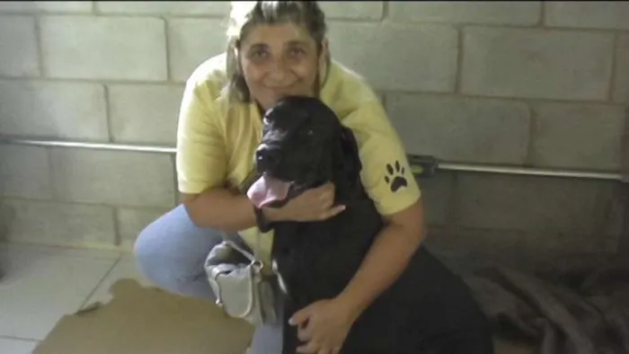 Cachorro ra a MIX DE BOXER idade 1 ano nome NESTOR