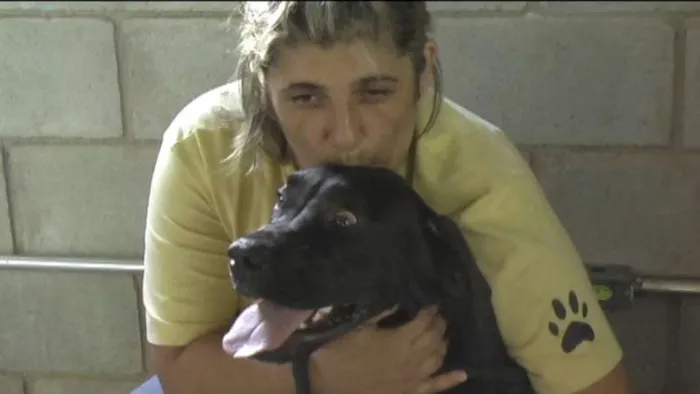Cachorro ra a MIX DE BOXER idade 1 ano nome NESTOR