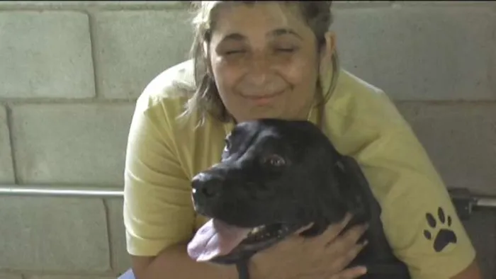 Cachorro ra a MIX DE BOXER idade 1 ano nome NESTOR