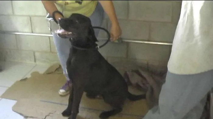 Cachorro ra a MIX DE BOXER idade 1 ano nome NESTOR