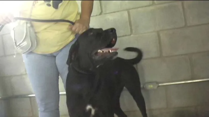 Cachorro ra a MIX DE BOXER idade 1 ano nome NESTOR