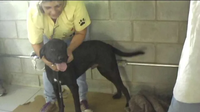 Cachorro ra a MIX DE BOXER idade 1 ano nome NESTOR