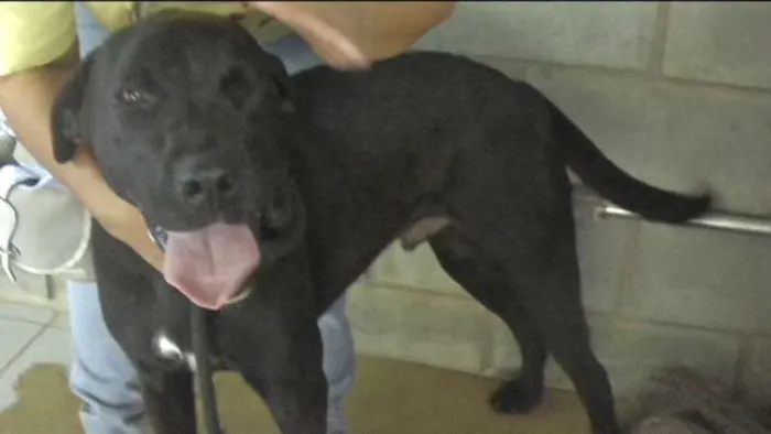 Cachorro ra a MIX DE BOXER idade 1 ano nome NESTOR
