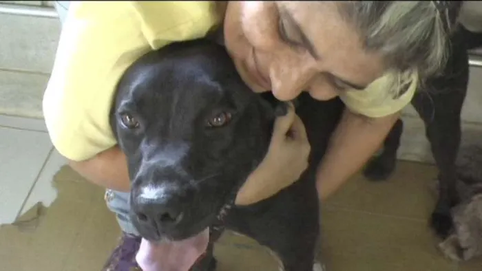 Cachorro ra a MIX DE BOXER idade 1 ano nome NESTOR