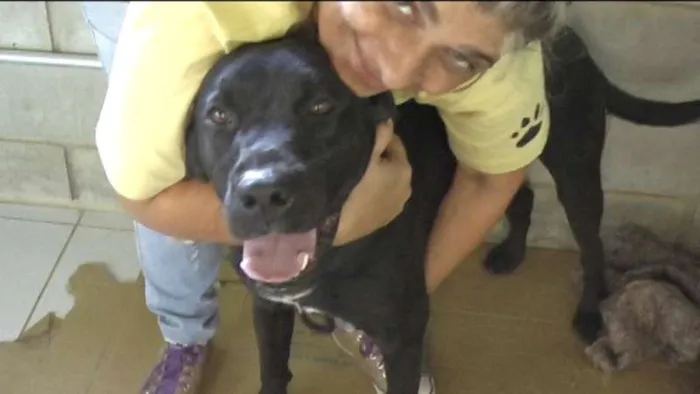 Cachorro ra a MIX DE BOXER idade 1 ano nome NESTOR