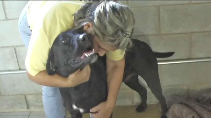 Cachorro ra a MIX DE BOXER idade 1 ano nome NESTOR