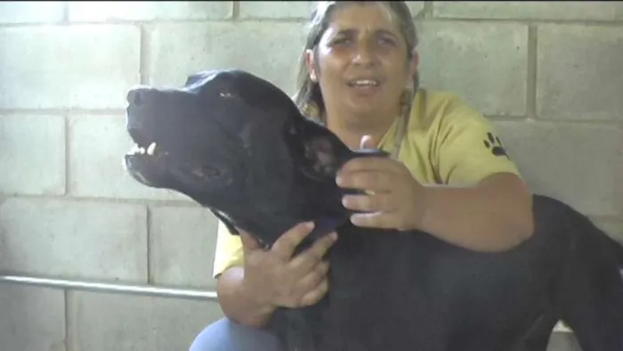Cachorro ra a MIX DE BOXER idade 1 ano nome NESTOR