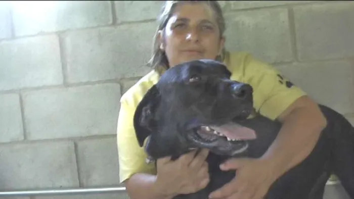 Cachorro ra a MIX DE BOXER idade 1 ano nome NESTOR