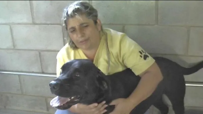 Cachorro ra a MIX DE BOXER idade 1 ano nome NESTOR