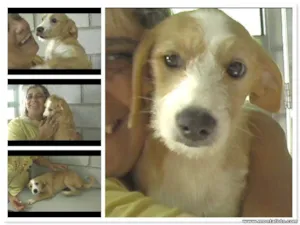 Cachorro raça SRD idade 7 a 11 meses nome CINDY