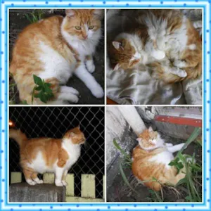 Gato raça SRd idade 3 anos nome Pierre