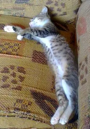 Gato ra a RND idade 2 a 6 meses nome NINA