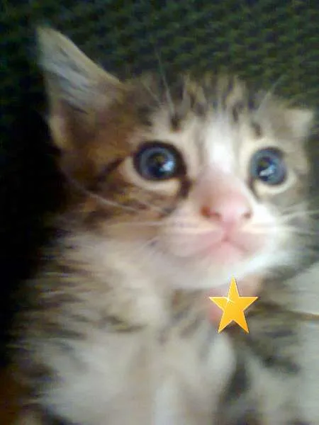 Gato ra a RND idade 2 a 6 meses nome NINA