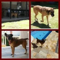 Cachorro ra a SRD idade 2 anos nome NINA