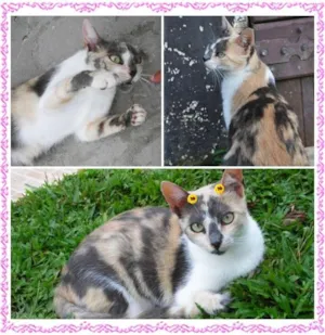 Gato raça SRD idade 1 ano nome Luna