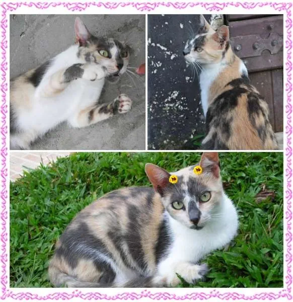 Gato ra a SRD idade 1 ano nome Luna