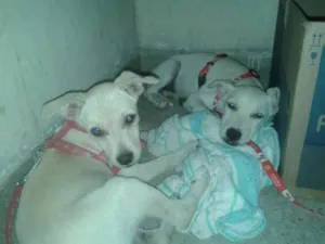 Cachorro raça SDR idade 2 a 6 meses nome Jéssica e Morena