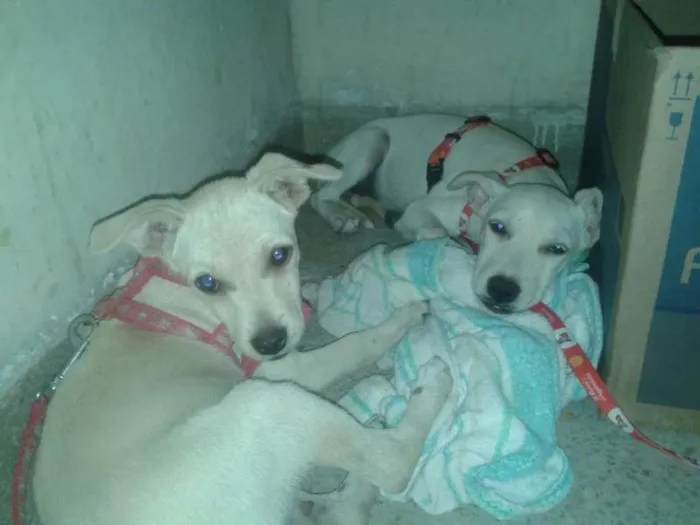 Cachorro ra a SDR idade 2 a 6 meses nome Jéssica e Morena