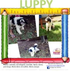 Cachorro raça MEST SCHNAUZER idade 2 anos nome LUPPY