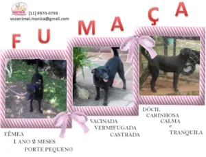 Cachorro raça RSD idade 2 anos nome FUMAÇA