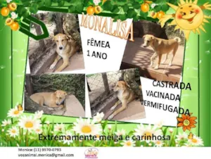 Cachorro raça SRD idade 1 ano nome MONALISA