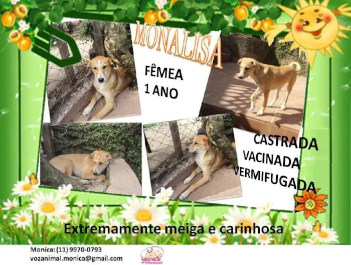 Cachorro ra a SRD idade 1 ano nome MONALISA